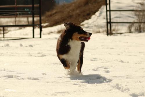 Georgia (running)