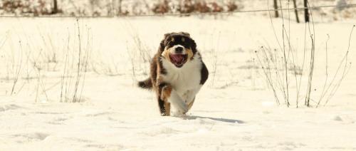 Georgia (running)