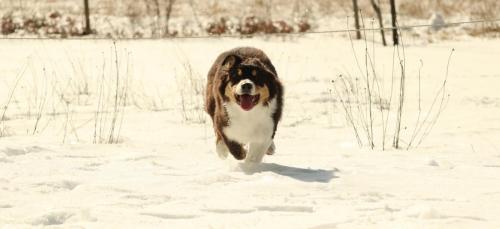 Georgia (running)